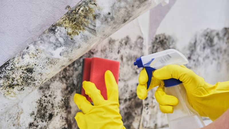 Attic Mold Removal in West Palm Beach, FL