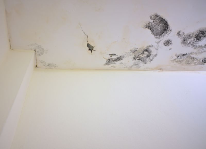 Attic Mold Removal in Fort Lauderdale, FL