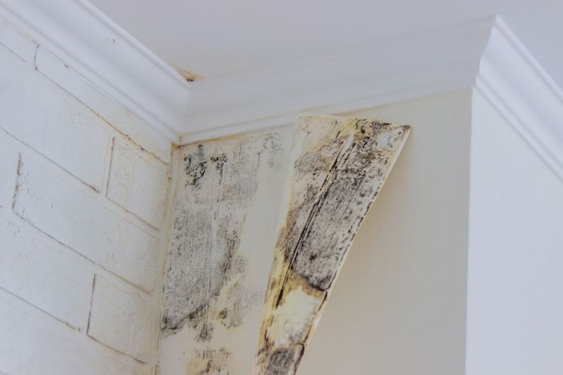 Basement Mold Remediation in Frisco, TX