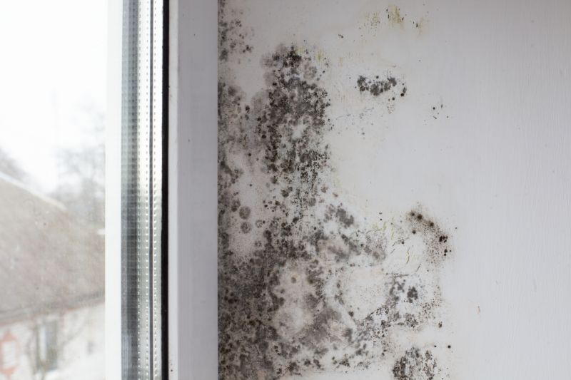 Black Mold Remediation in Boca Raton, FL