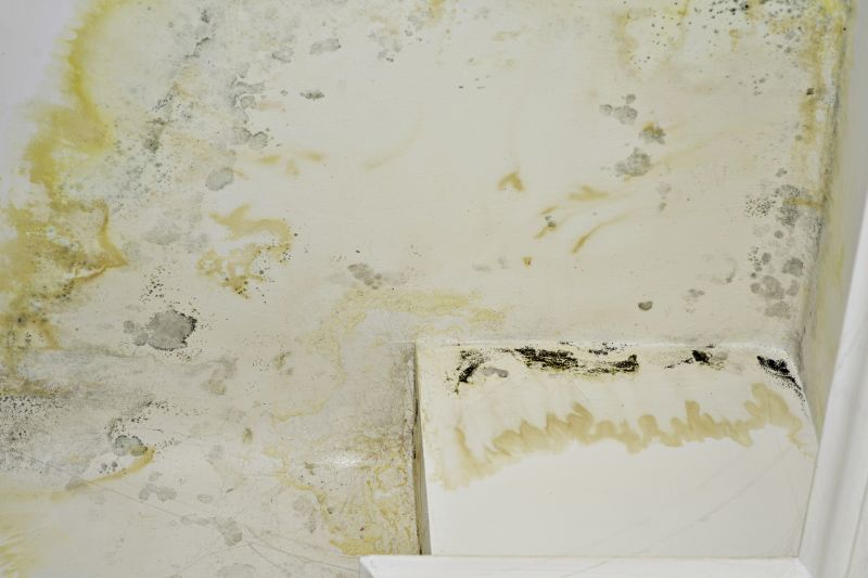 Mold Cleanup Service in Fort Worth, TX