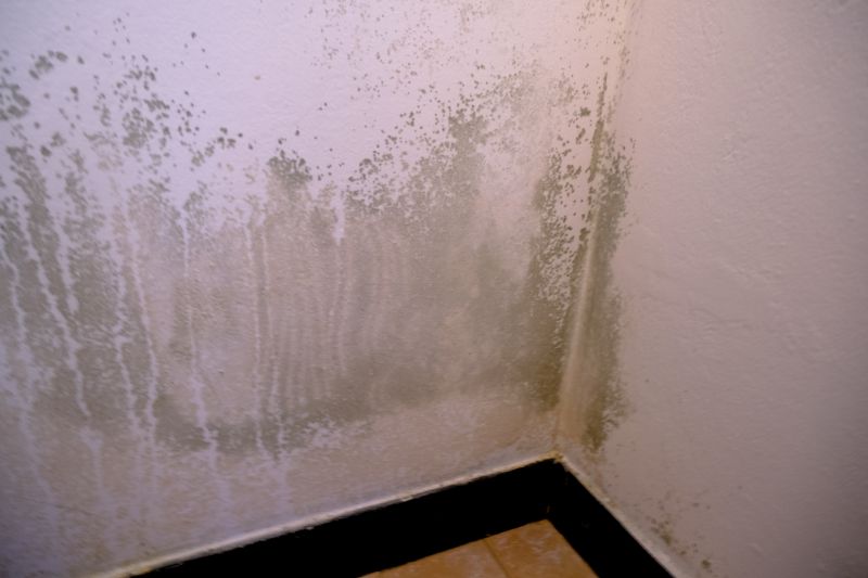 Mold Mitigation Service in West Palm Beach, FL