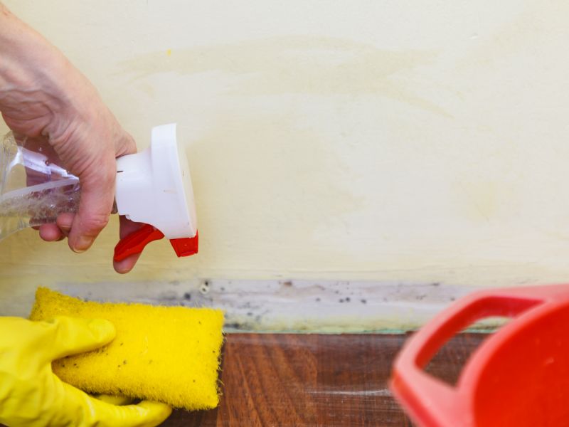 Mold Removal in Boca Raton, FL