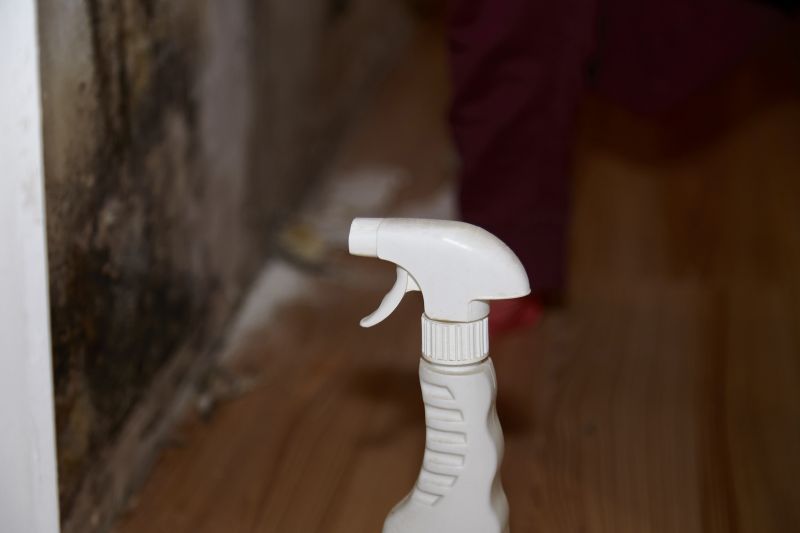 White Mold Mitigation in Dallas, TX