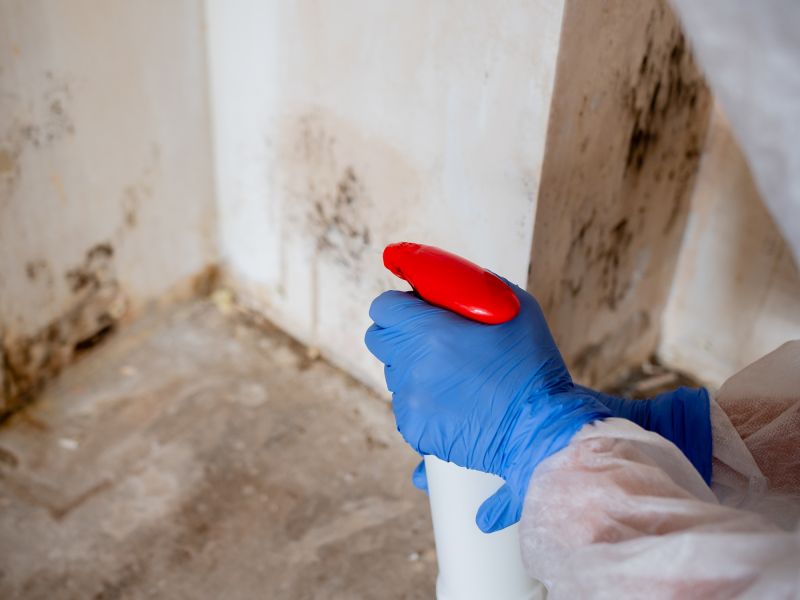 Mold Abatement Service in Broward County, FL